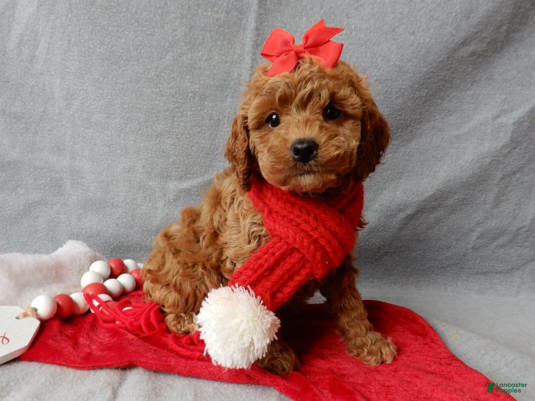 Cavapoo dogs for sale: Ginger - Ad 1