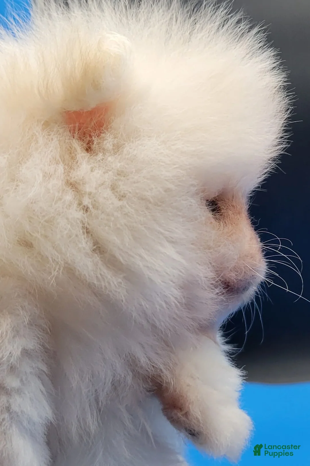 Pomeranian dogs for sale: Teddy - Ad 2