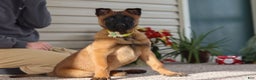 Belgian Malinois dogs for sale: Ginger - Ad 1