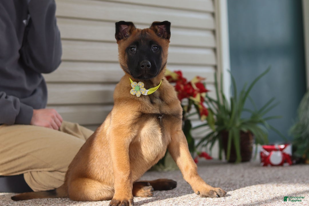 Belgian Malinois dogs for sale: Ginger - Ad 1