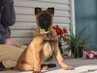 Belgian Malinois dogs Ginger - Ad 5