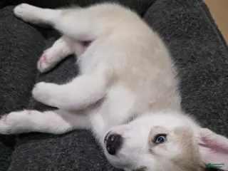 Siberian Husky dogs Siberian Husky Puppy 6 - Ad 25