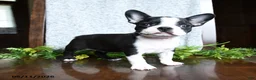 Boston Terrier dogs for sale: Evan - Ad 5