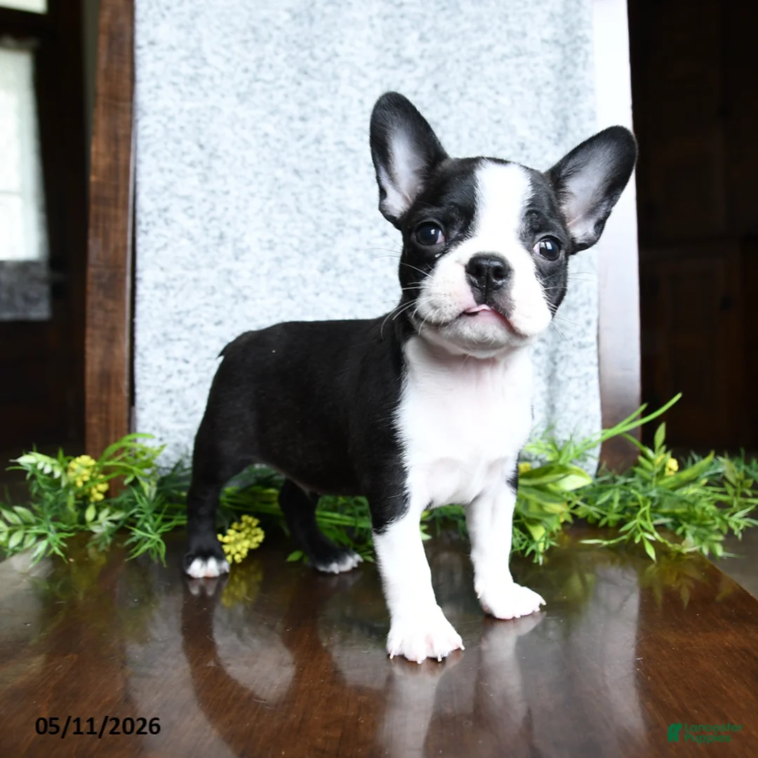 Boston Terrier dogs for sale: Evan - Ad 5