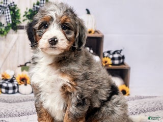 Mini Bernedoodle dogs - Ad 5