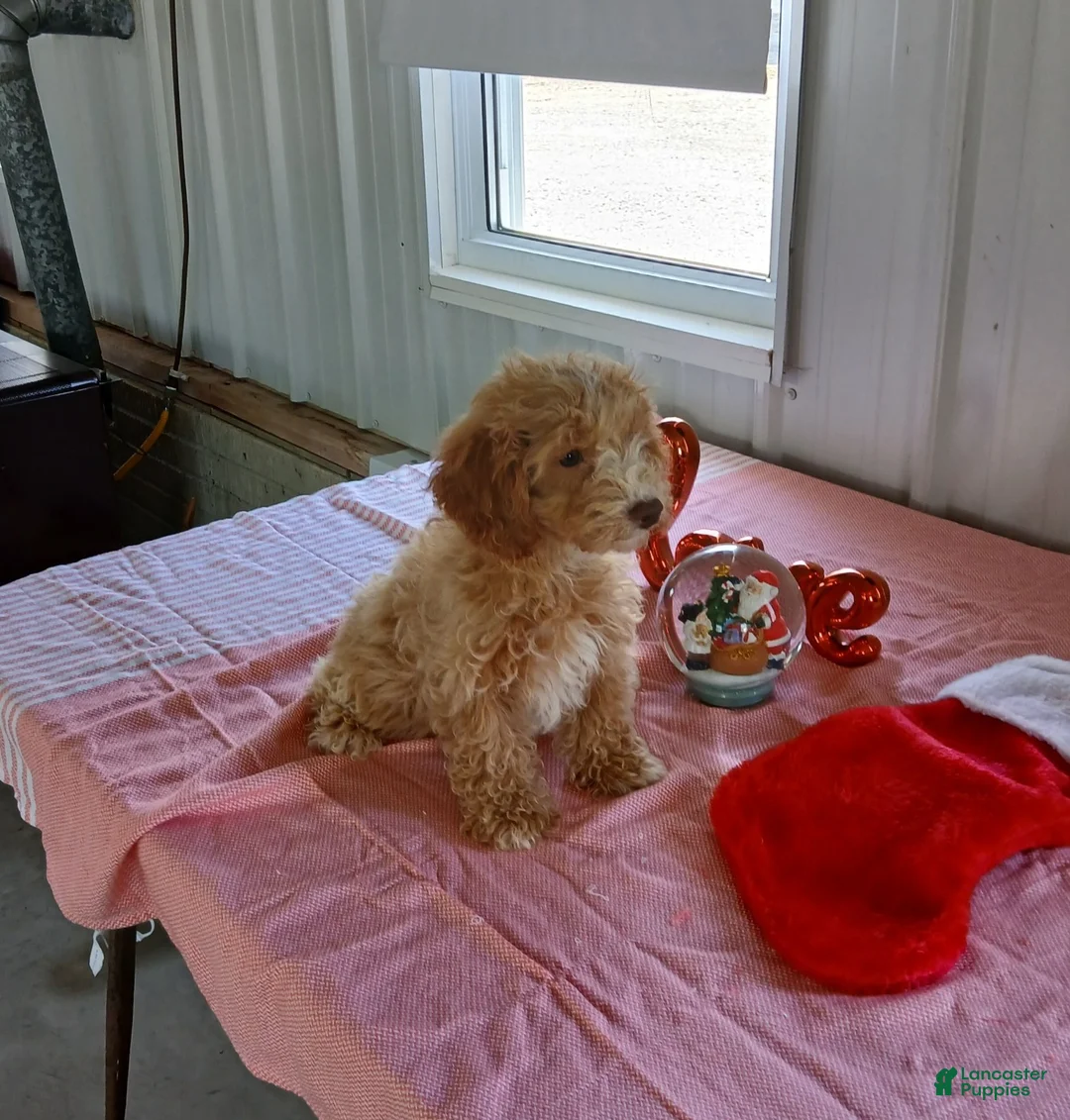 Maltipoo dogs for sale: Millie - Ad 1