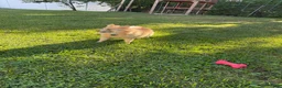 Pomeranian dogs for sale: Pomeranian Puppy 1 - Ad 5