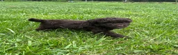 Mini Aussiedoodle dogs for sale: Mini Aussiedoodle Puppy 2 - Ad 5