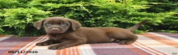 Labrador Retriever dogs for sale: Kipper - Ad 4