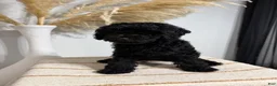 Mini Goldendoodle dogs for sale: Black Girl 1 - Ad 1