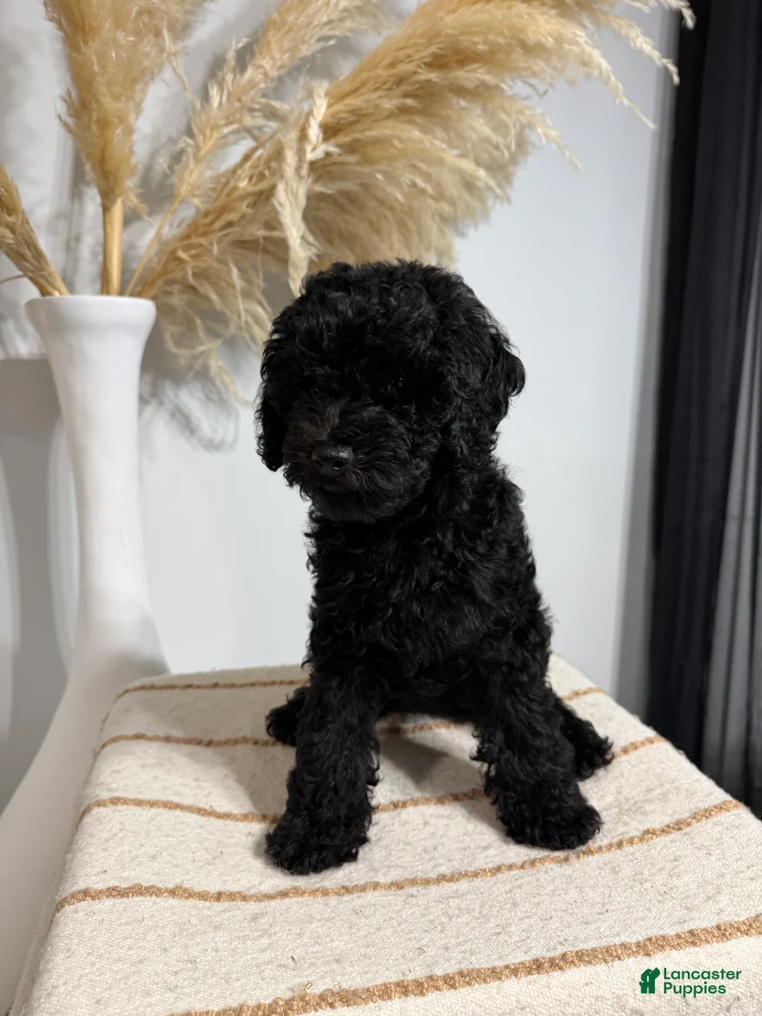 Mini Goldendoodle dogs for sale: Black Girl 1 - Ad 1