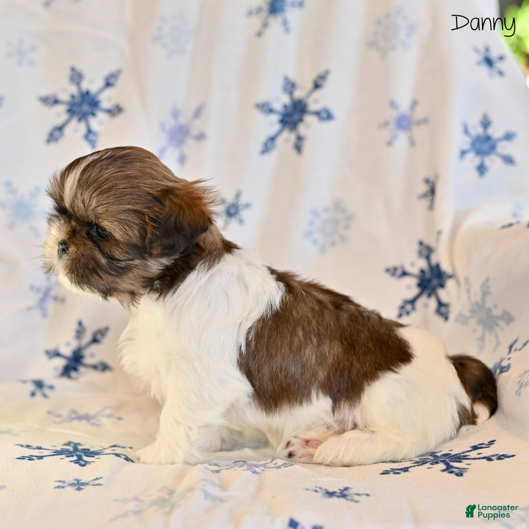 Shih Tzu dogs for sale: Danny - Ad 2