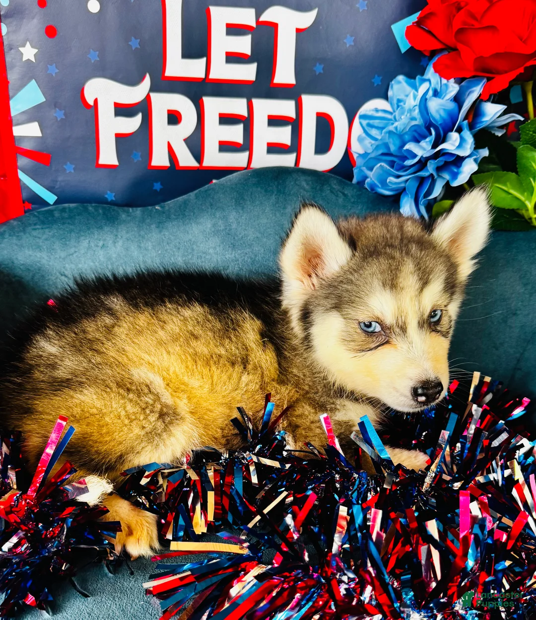 Siberian Husky dogs for sale: Lotus - Ad 1