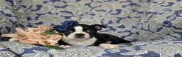 Boston Terrier dogs for sale: Elsie - Ad 7