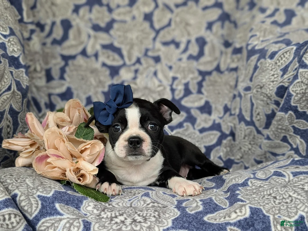Boston Terrier dogs for sale: Elsie - Ad 7