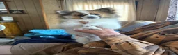 Pomeranian dogs for sale: Pomeranian Puppy 1 - Ad 2