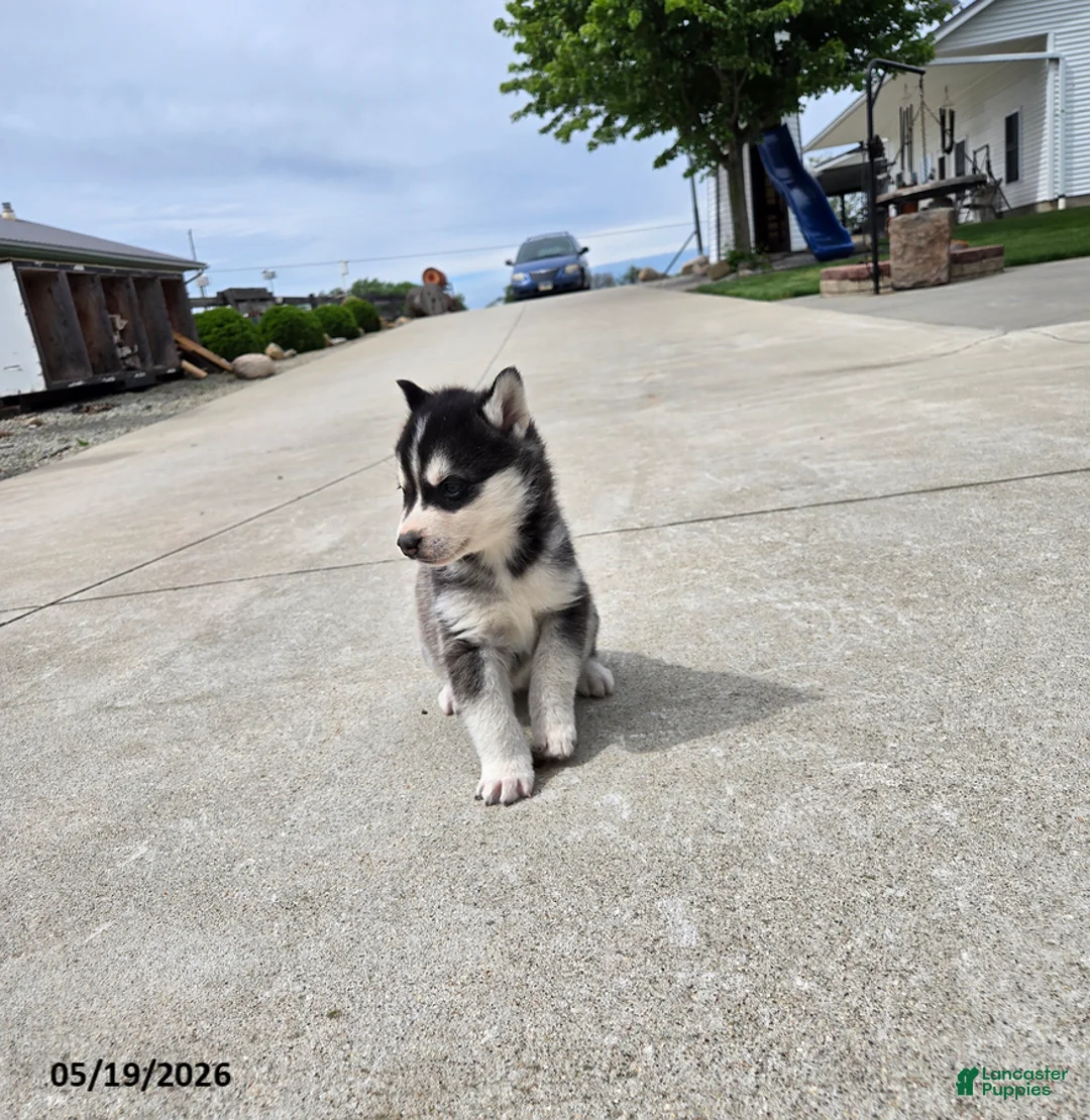 Pomsky dogs for sale: Juniper - Ad 2