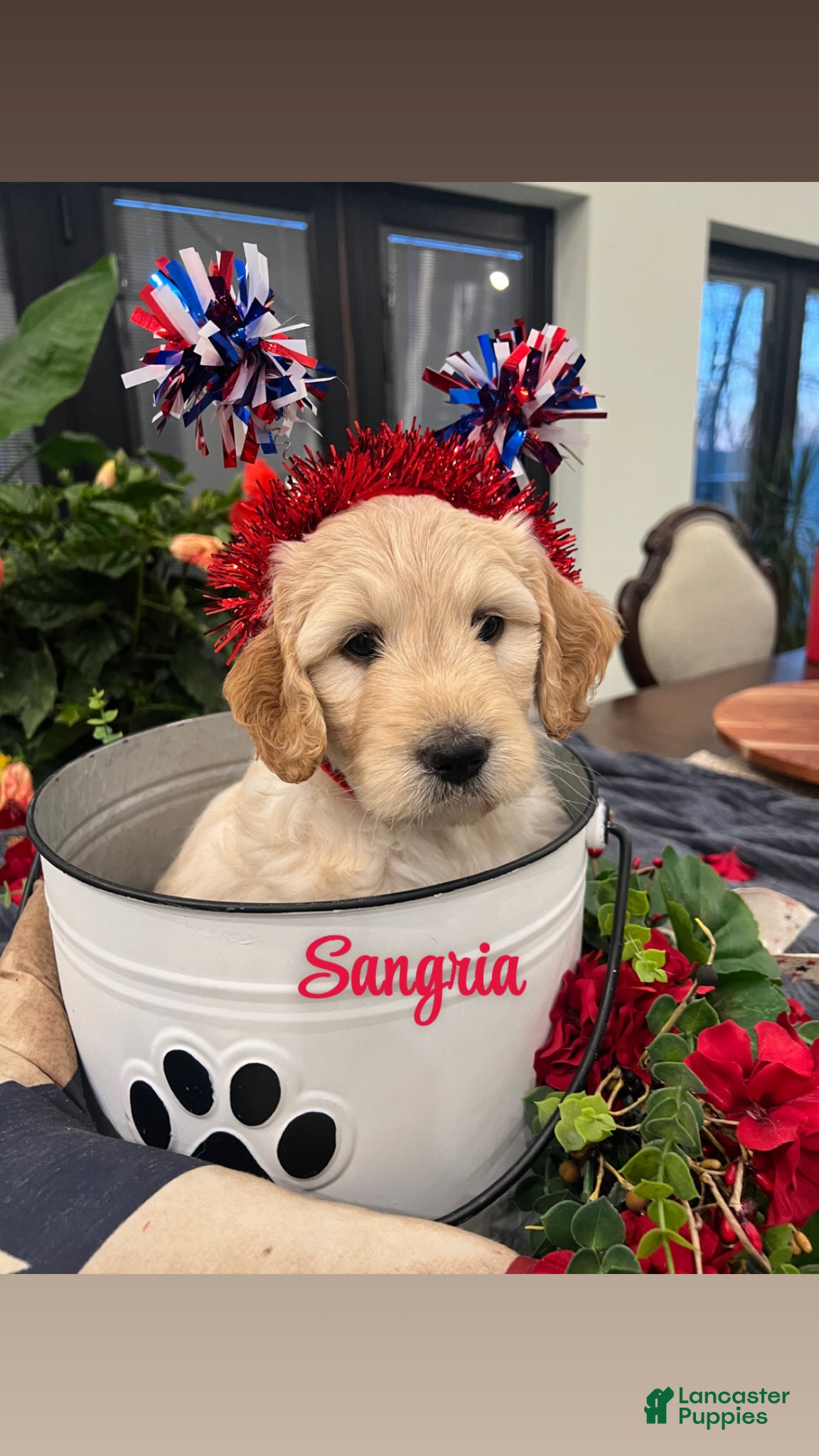 Goldendoodle dogs Sangria  - Ad 1