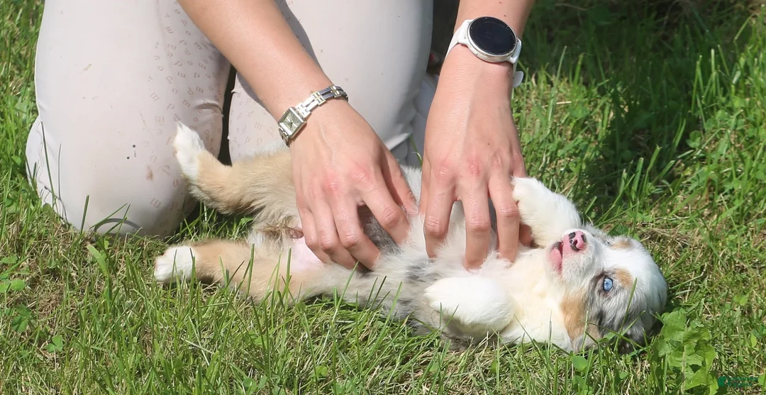 Toy Australian Shepherd dogs for sale: Toy Australian Shepherd 1 - Ad 2