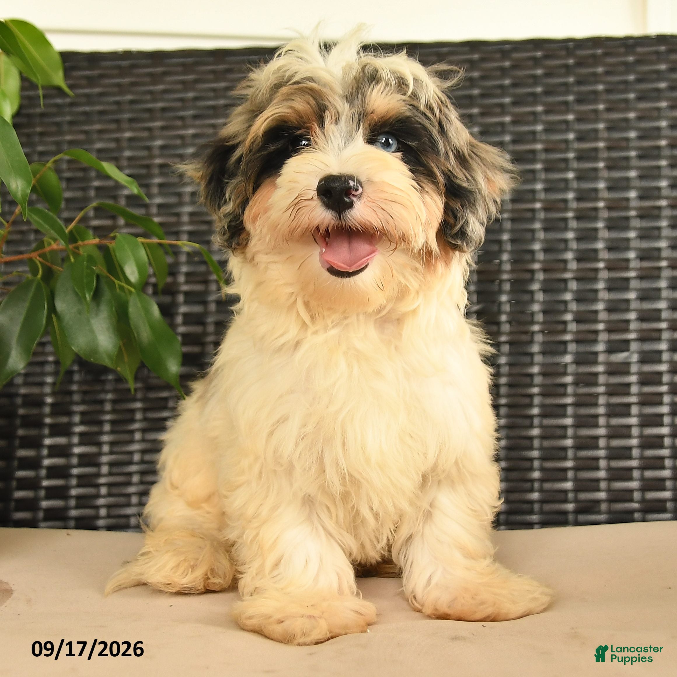 Maltipoo dogs Bentley - Ad 2