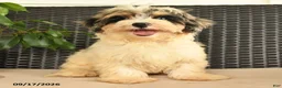 Maltipoo dogs for sale: Bentley - Ad 2