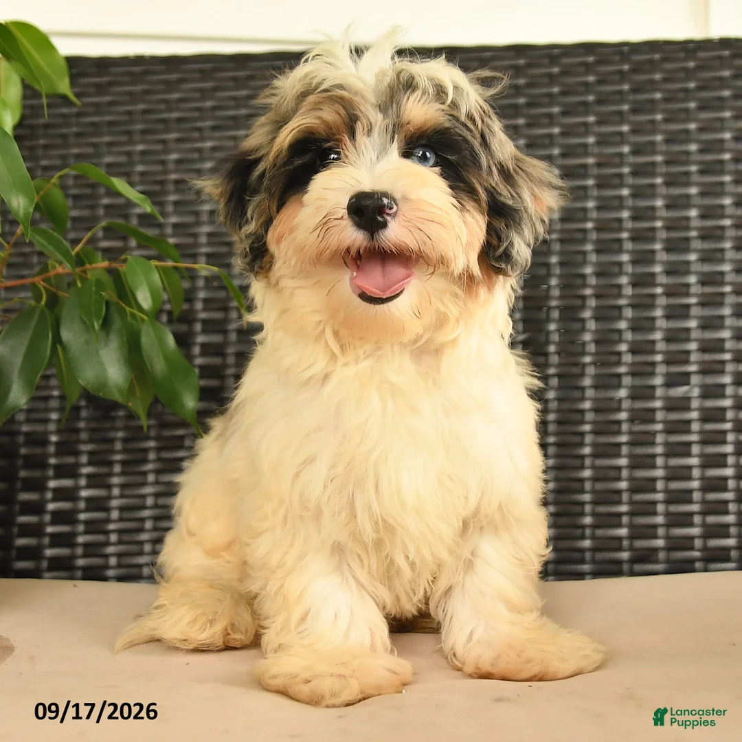 Maltipoo dogs for sale: Bentley - Ad 2