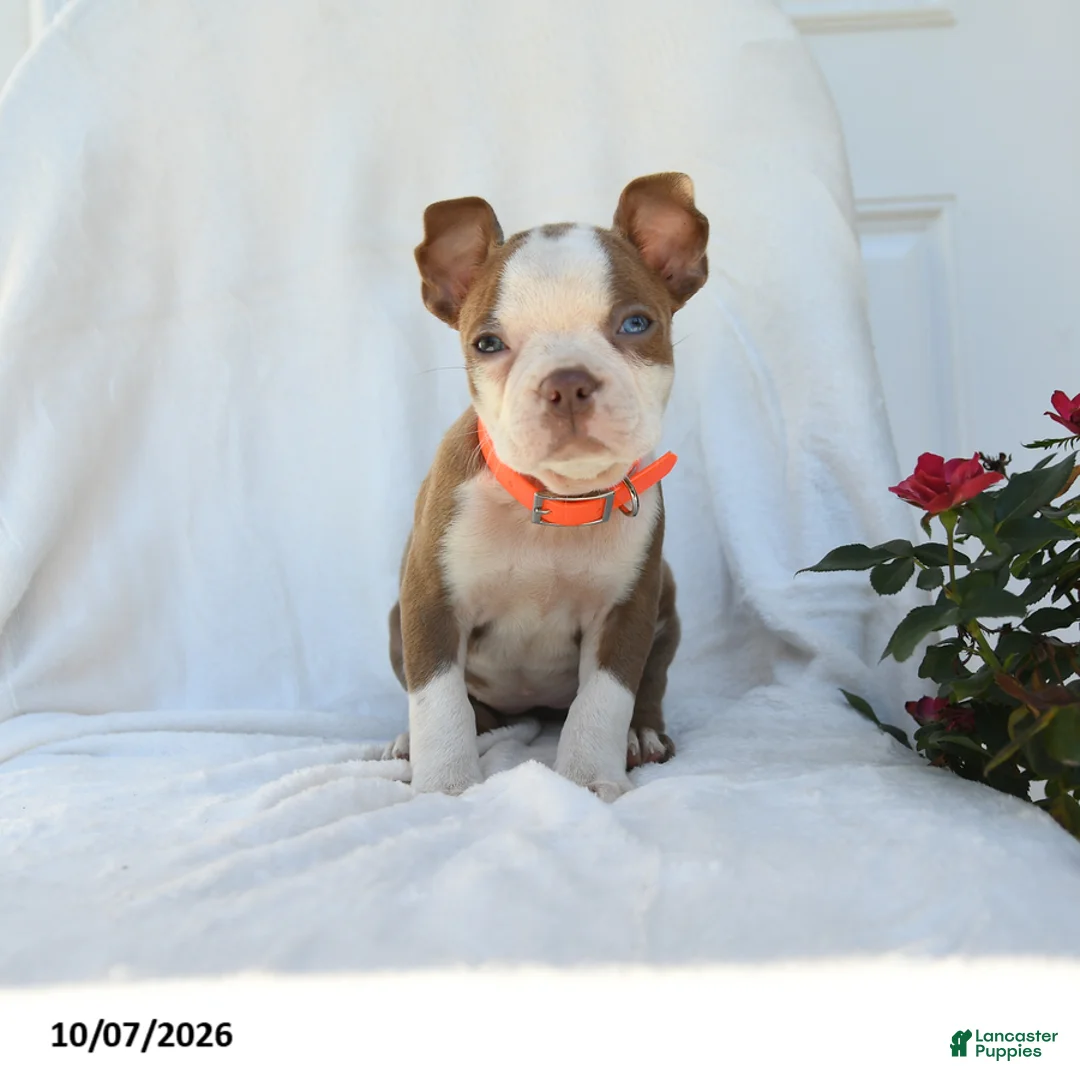 Boston Terrier dogs for sale: Tiana - Ad 1