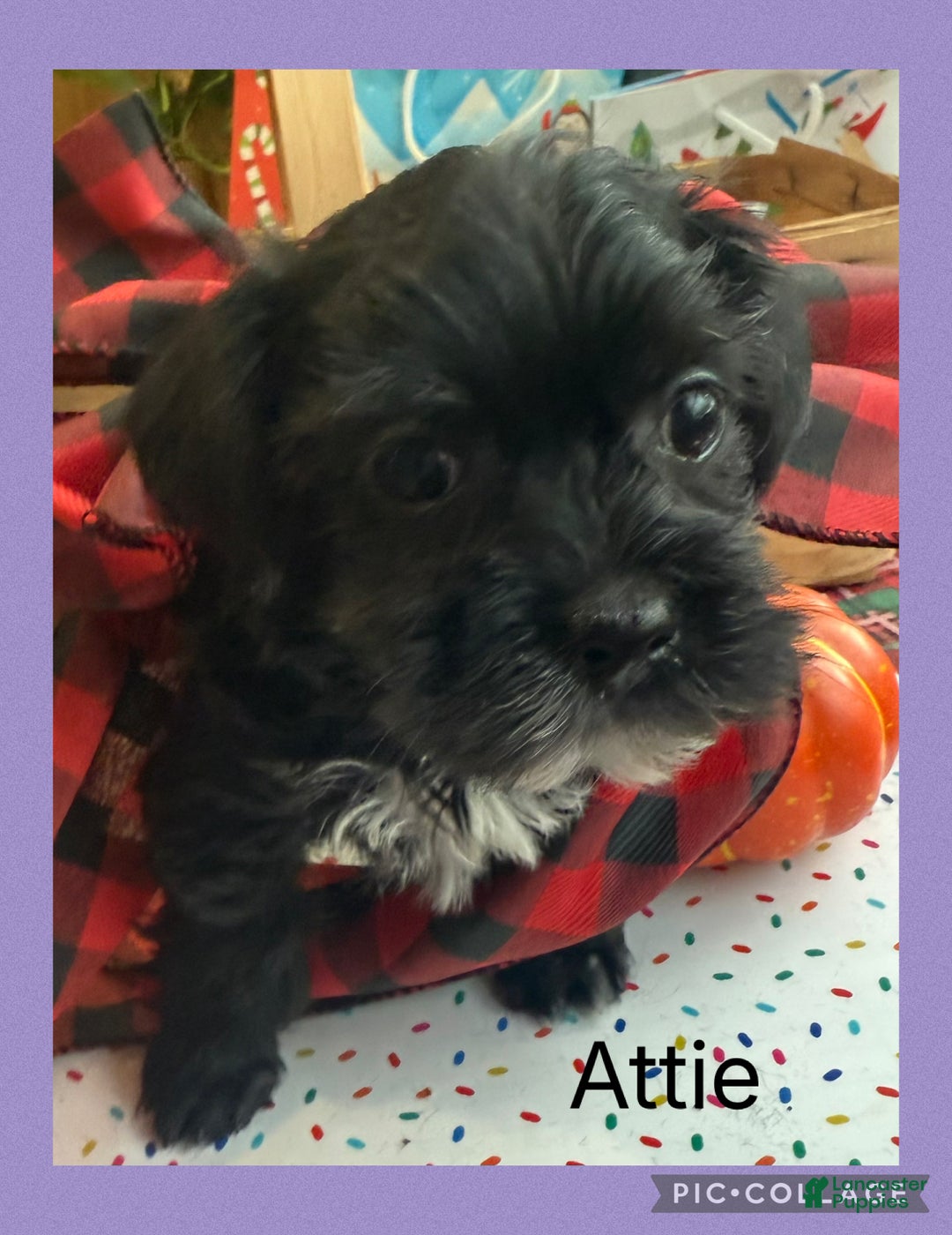 Yorkiepoo dogs for sale: Yorkiepoo litter of 5 puppies - Ad 4