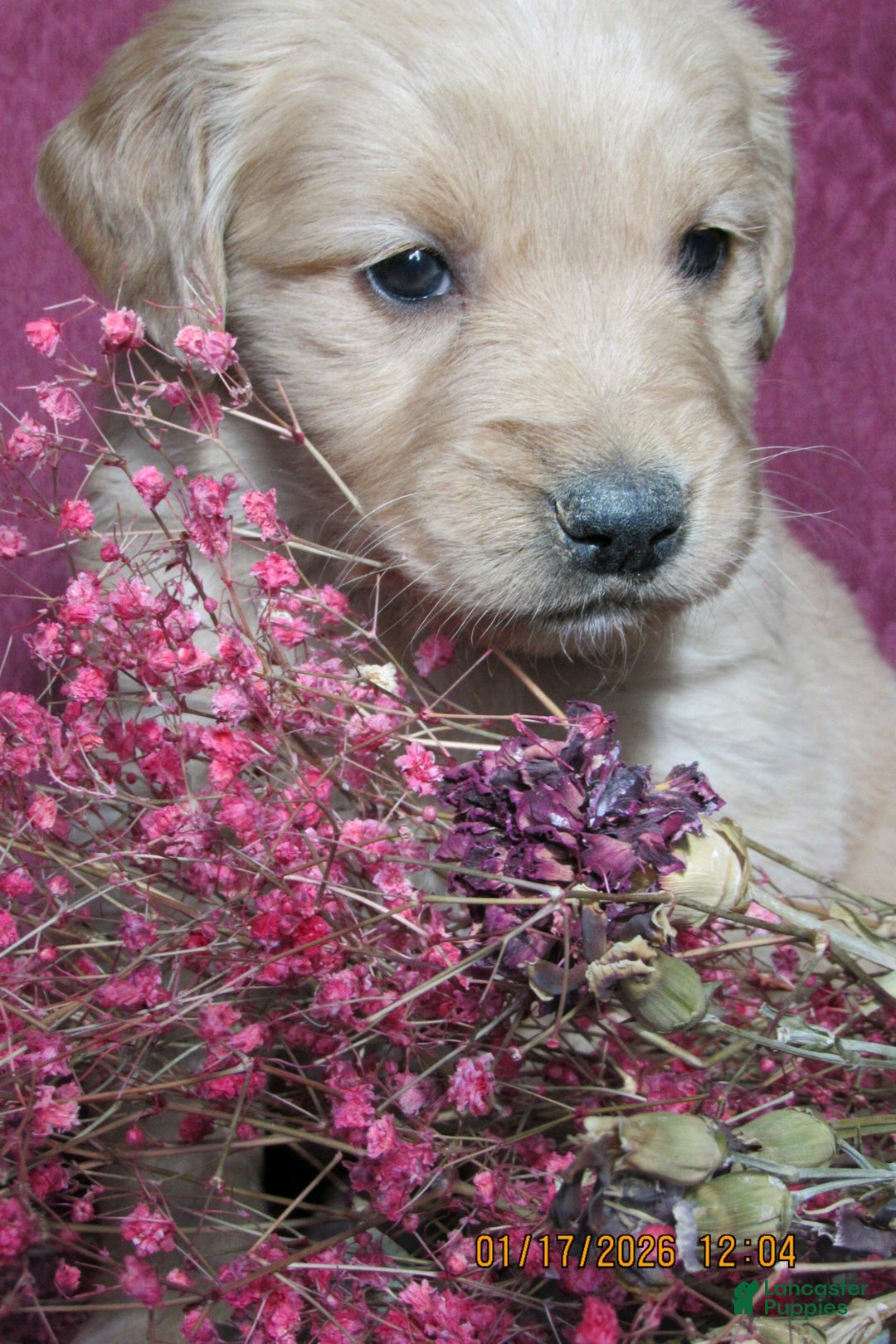 Golden Retriever dogs for sale: Golden Retriever Puppy 2 Mave - Ad 3