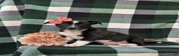 Mixed Breed dogs for sale: Cherokee - Ad 4