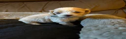 Maltipoo dogs for sale: Austin  - Ad 3