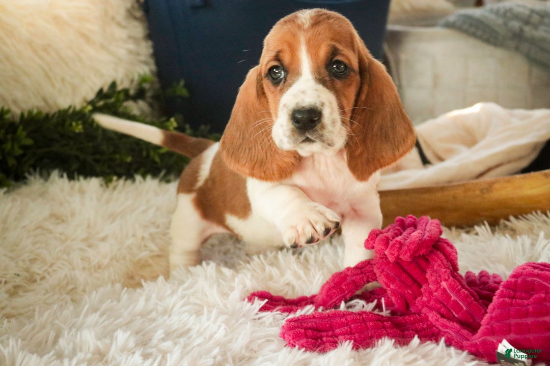 Basset Hound dogs for sale: Anya - Ad 9