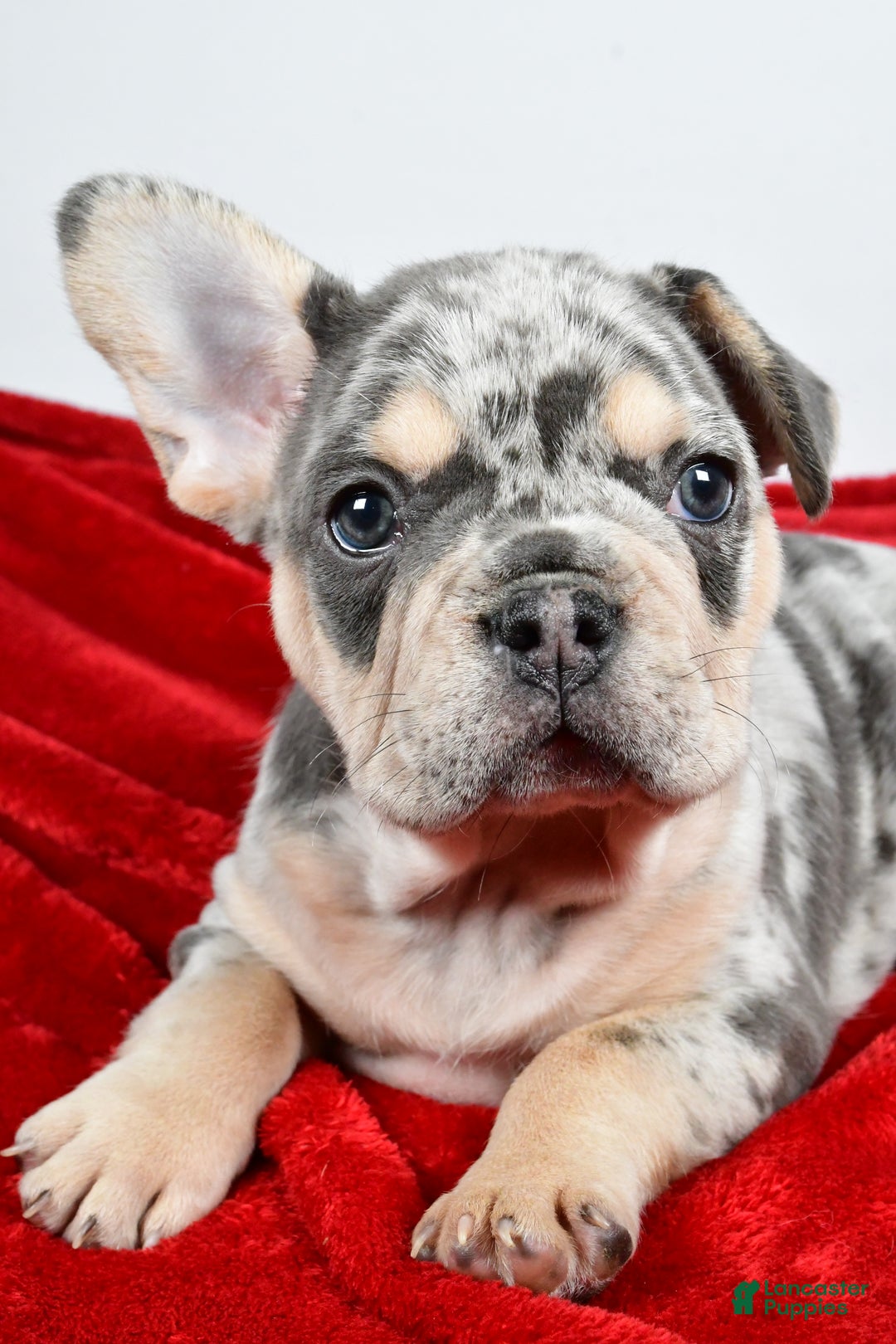 French Bulldog dogs for sale:  Dasher - Ad 4