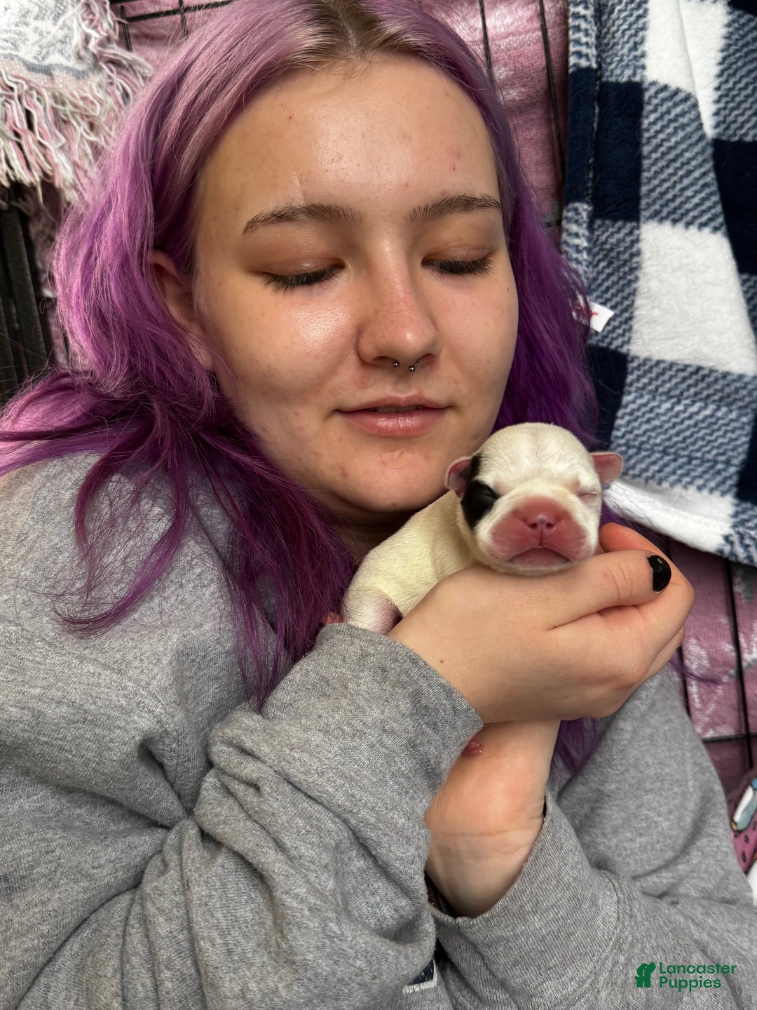 French Bulldog dogs for sale: French Bulldog Puppy 1 “Seamus” - Ad 16