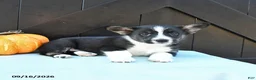Welsh Corgi Pembroke dogs for sale: Alpe - Ad 5