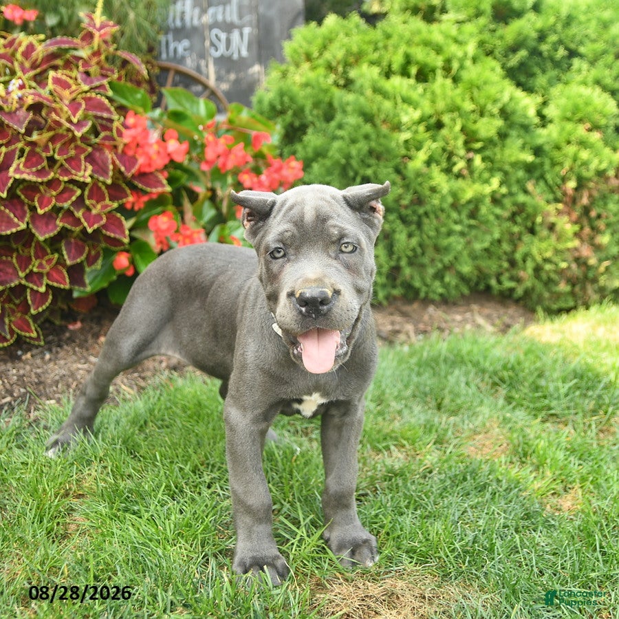 Cane Corso dogs Lilac  - Ad 2