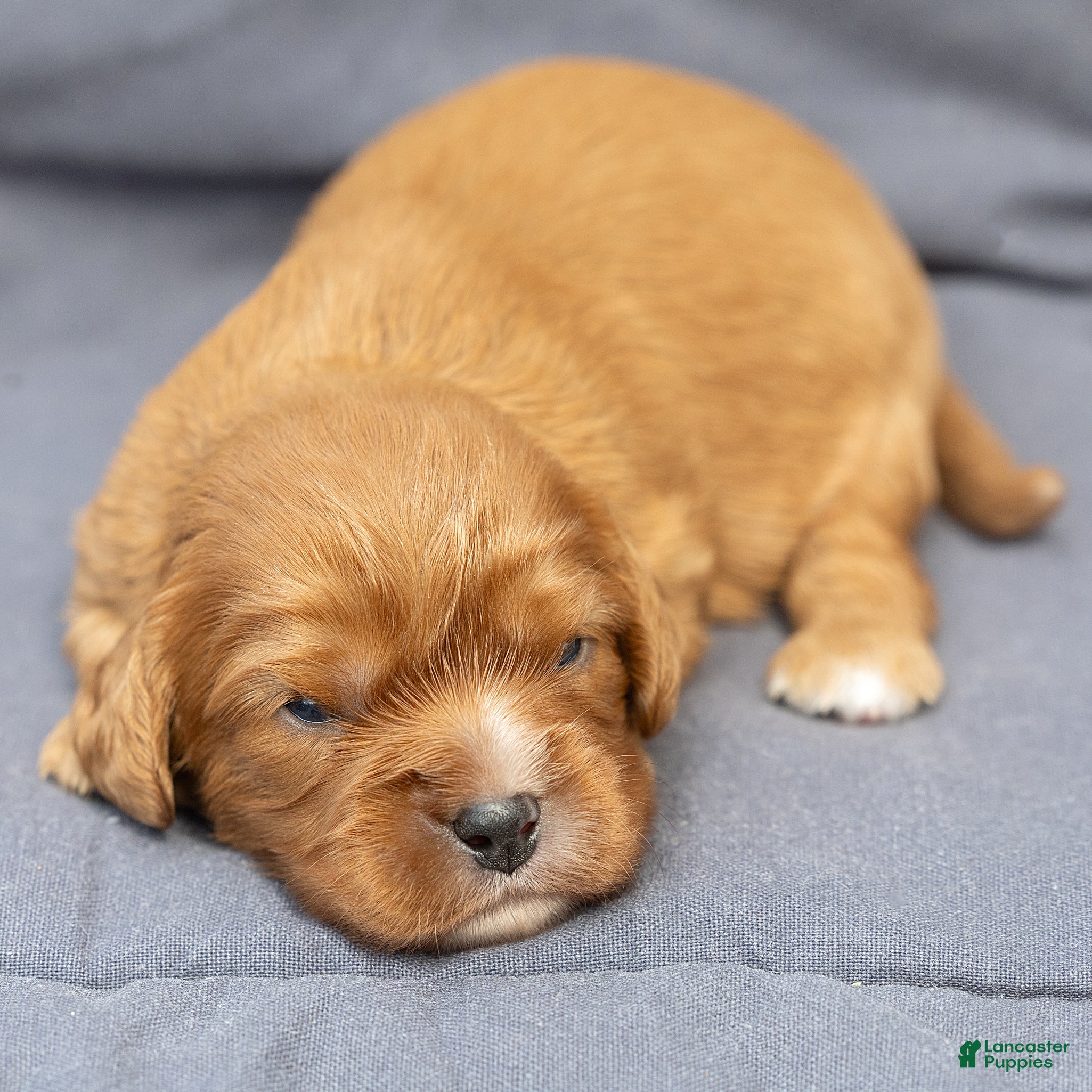 Cavalier King Charles Spaniel dogs Bonnie Cavalier King Charles Spaniel  - Ad 1