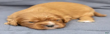 Bonnie Cavalier King Charles Spaniel 