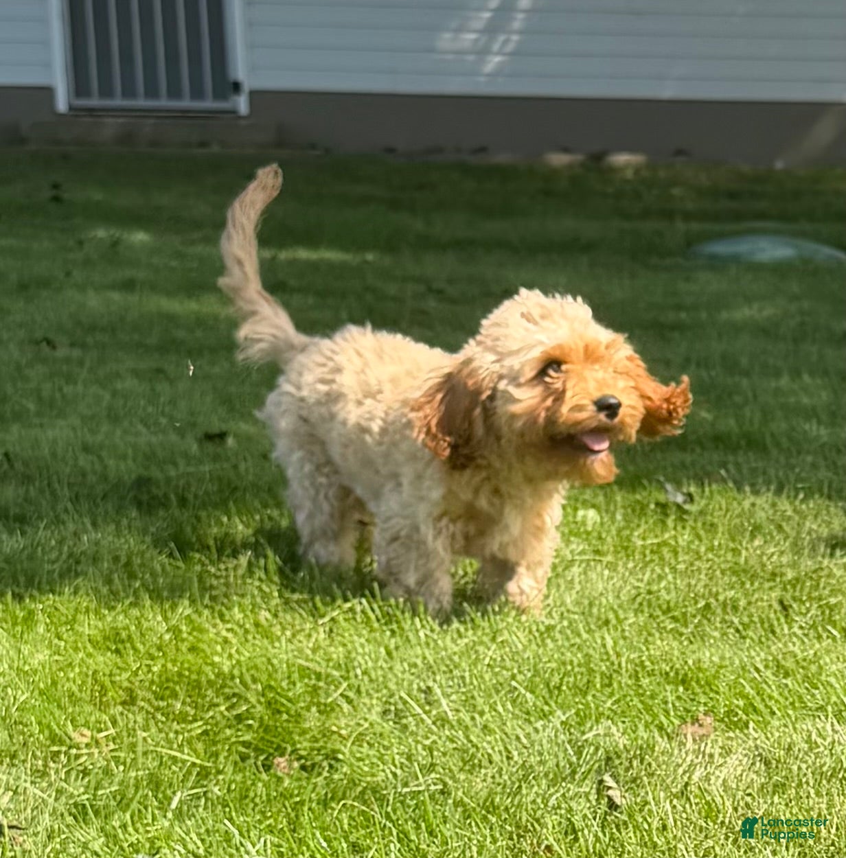 Cavapoo dogs Aiden - Ad 2
