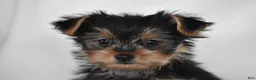 Yorkshire Terrier dogs for sale: Olive - Ad 7