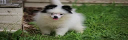Pomsky dogs for sale: Tilly - Ad 1