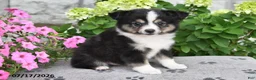 Miniature Australian Shepherd dogs for sale: Blaze - Ad 3