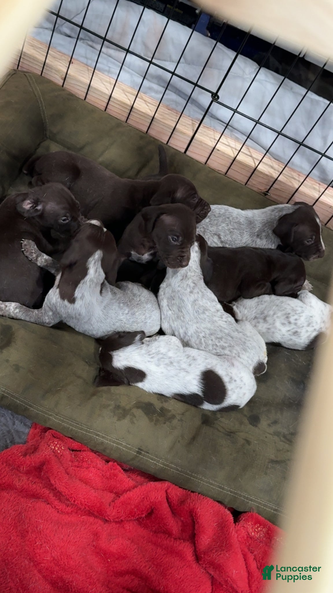 German Shorthaired Pointer dogs German Shorthaired Pointer Puppy 2 - Ad 7