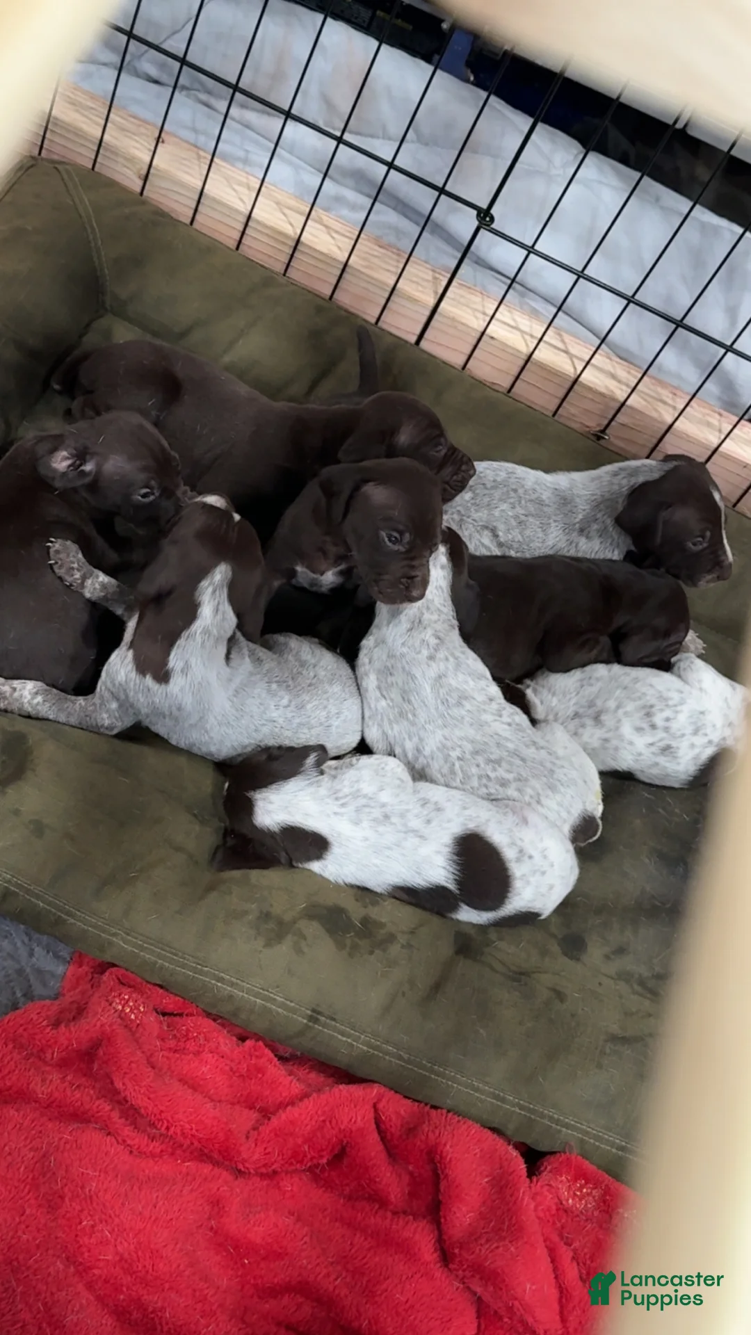German Shorthaired Pointer dogs for sale: German Shorthaired Pointer Puppy 2 - Ad 1