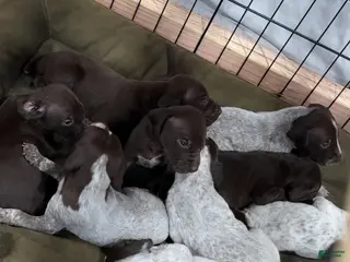 German Shorthaired Pointer dogs German Shorthaired Pointer Puppy 2 - Ad 7
