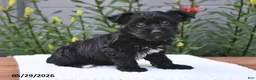 Yorkiepoo dogs for sale: Max - Ad 5