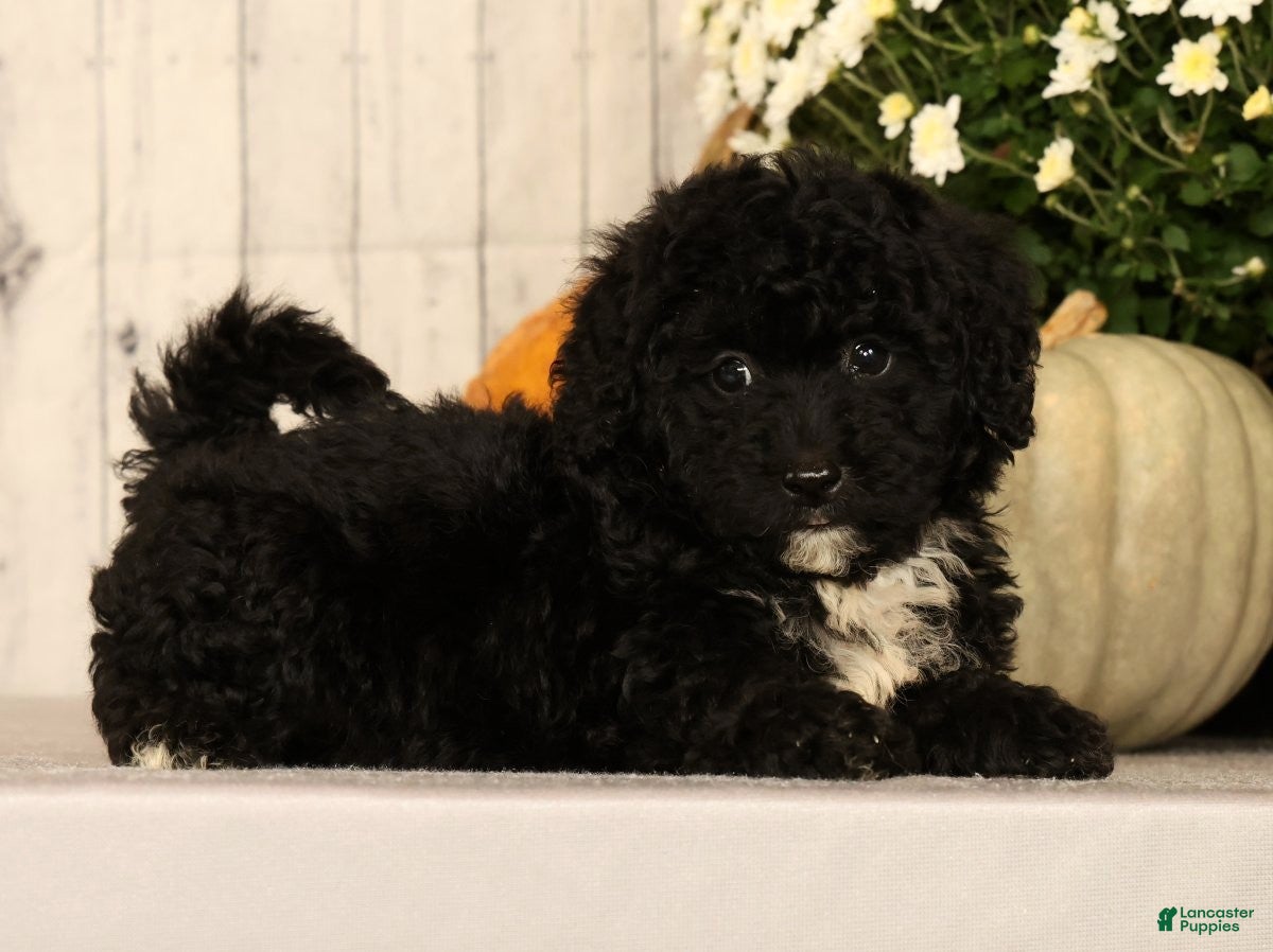 Mini Bernedoodle dogs Gina - Ad 1