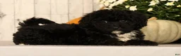 Mini Bernedoodle dogs for sale: Gina - Ad 1