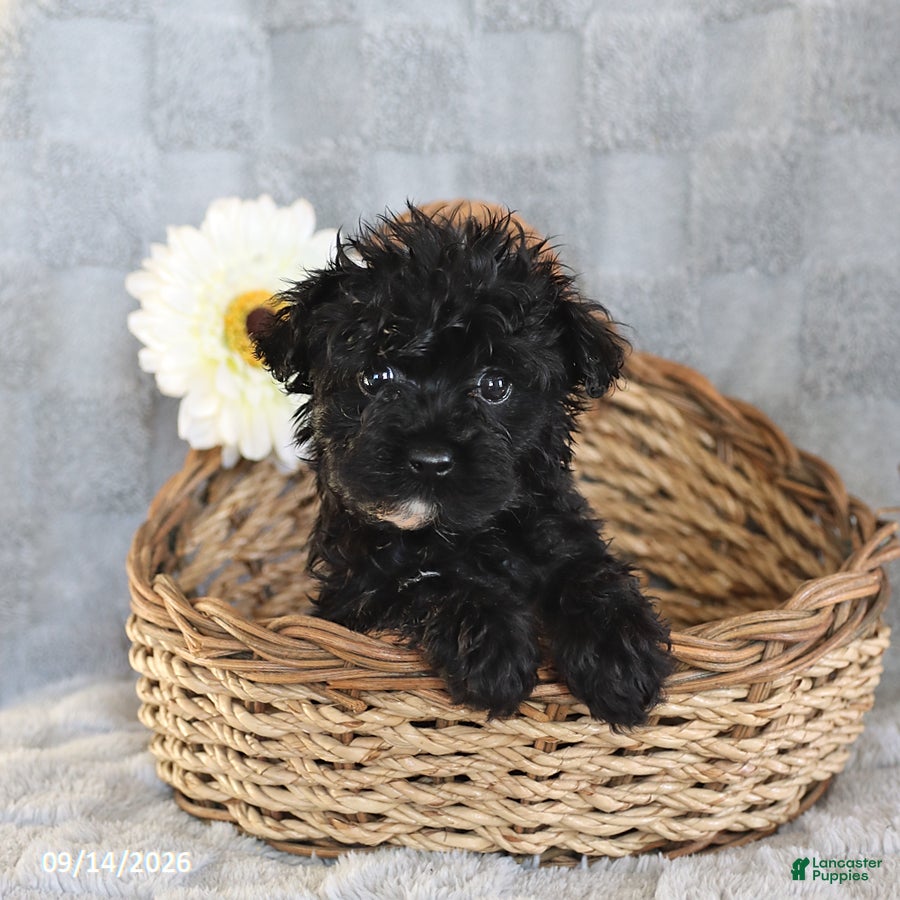 Yorkiepoo dogs Lolipop - Ad 2
