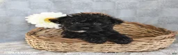 Yorkiepoo dogs for sale: Lolipop - Ad 2